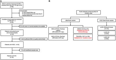 Association of MUC19 Mutation With Clinical Benefits of Anti-PD-1 Inhibitors in Non-small Cell Lung Cancer